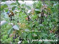 Chokecherry tree