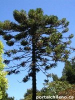 Araucaria