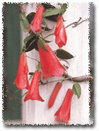 Copihue. Flor Nacional de Chile